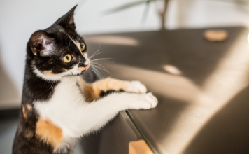 Katzencafés im Trend – Neues Café in Bielefeld
