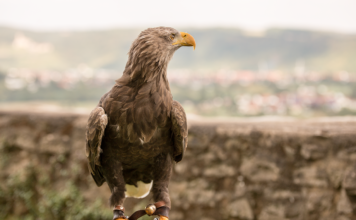 Deutsche Greifenwarte auf Schloss Guttenberg in Haßmersheim