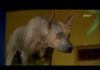 Wie Hunde die Welt verändern