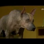 Wie Hunde die Welt verändern