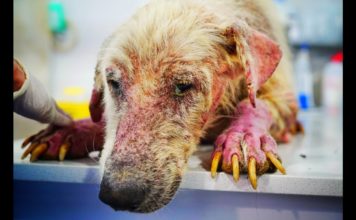 Rettung des traurigsten Hundes der Welt