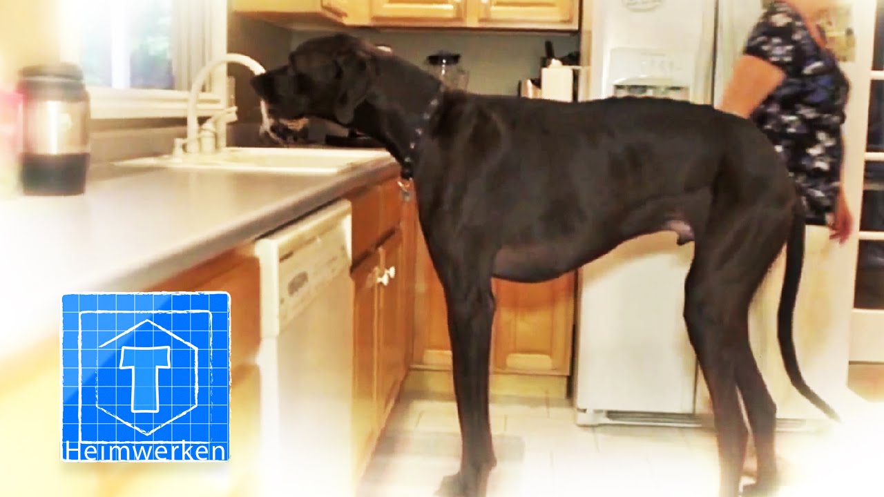 Zeus Der Größte Hund Der Welt Tierherzende