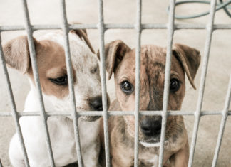 Geldnot: Tierheim-Chefin tötet über 2000 Katzen und Hunde Exemplarisches Bild von Tierheimhunden