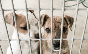 Geldnot: Tierheim-Chefin tötet über 2000 Katzen und Hunde Exemplarisches Bild von Tierheimhunden