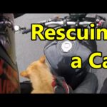 Motorradfahrer bringt sterbende Katze zum Tierarzt