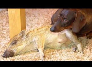 Dackel adoptiert kleines Baby-Wildschwein