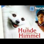 Nur Hunde kommen in den Himmel