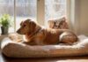 A cozy living room scene, golden retriever lying peacefully on a plush dog bed, chew toy nearby, soft sunlight streaming through a window, no people, warm and inviting atmosphere, photorealistic, no text.