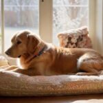 Hund alleine lassen: So geht’s ohne Stress! A cozy living room scene, golden retriever lying peacefully on a plush dog bed, chew toy nearby, soft sunlight streaming through a window, no people, warm and inviting atmosphere, photorealistic, no text.