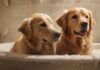 A golden retriever dog is being bathed in a white tub, shampoo suds on its fur, water splashes around, warm lighting, soft focus, towels nearby, hyperrealistic, photorealistic, no text, no letters