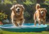 Hunde im Sommer: Abkühlung & Sicherheit A golden retriever joyfully splashes in a crystal-clear, backyard kiddie pool, water droplets glistening in the sunlight. Lush green grass, vibrant summer flowers, and a partially shaded patio create a perfect summer scene, hyperrealistic detail.