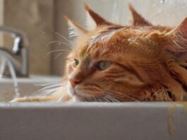 A hyperrealistic, close-up photograph of a long-haired ginger cat being gently bathed in a white ceramic sink. Soft, natural light illuminates the scene, highlighting the water droplets and soap suds on its fur. Calm expression, no text.
