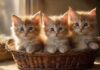 Three adorable, hyperrealistic Kittens huddled together in a soft, warm wicker basket, sunlight streaming through a nearby window, casting gentle shadows. Focus on intricate fur detail, expressive eyes, and natural, relaxed poses. No text