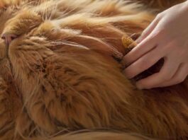 Close-up hyperrealistic photo of a long-haired ginger cat being gently brushed by a person's hand. Soft, natural light illuminates the fur, highlighting its texture and shine. Cat looks relaxed and content. Background is a blurred cozy living room.