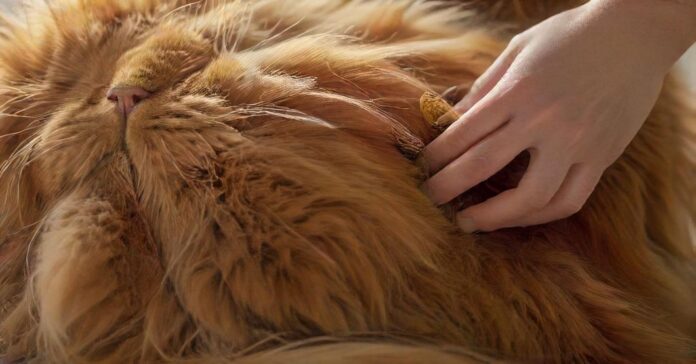Close-up hyperrealistic photo of a long-haired ginger cat being gently brushed by a person's hand. Soft, natural light illuminates the fur, highlighting its texture and shine. Cat looks relaxed and content. Background is a blurred cozy living room.