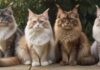 Katzenrassen: Vielfalt & Charakter A photorealistic image of five different cat breeds together: Maine Coon, Persian, Siamese, British Shorthair, and Bengal. Natural lighting, soft focus, lush green background, hyperrealistic fur detail, no text.