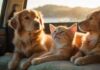 Reisen mit Haustieren: Gut vorbereitet! A golden retriever puppy and a ginger kitten sitting comfortably in a spacious, sunlit car backseat, looking out at a passing scenic coastal highway, during a road trip, hyperrealistic, soft natural lighting, no text