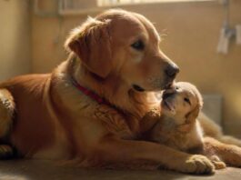 A hyperrealistic scene of a worried Golden Retriever owner comforting their dog, which has a bandaged paw. Soft, warm lighting enhances the emotional moment. Emergency vet clinic setting, blurred background, sterile environment, stainless steel table. No text.