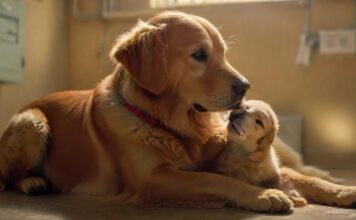 A hyperrealistic scene of a worried Golden Retriever owner comforting their dog, which has a bandaged paw. Soft, warm lighting enhances the emotional moment. Emergency vet clinic setting, blurred background, sterile environment, stainless steel table. No text.