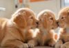 A golden retriever puppy and a ginger kitten nuzzle each other affectionately in a sunlit veterinary clinic, soft focus on their faces, stainless steel exam table, blurred background with medical equipment, warm lighting, hyperrealistic, photorealistic, no text.