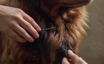 A close-up, hyperrealistic shot of a tick being carefully removed from a dog's fur using tweezers. Detailed dog fur, skin, and tick texture. Warm, natural lighting. No text.