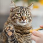 Hyperrealistic close-up photo, focused tabby cat giving paw during clicker training. Human hand holds clicker, treat visible. Soft indoor light, detailed fur, shallow depth of field, cozy home. No text in image.