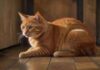 Clickertraining Katze: Spaß & Erziehung A ginger cat sitting on a wooden floor looking attentively at a clicker held by a person's outstretched hand. Soft, warm lighting highlights the cat's fur and creates a cozy atmosphere. Shallow depth of field, bokeh.