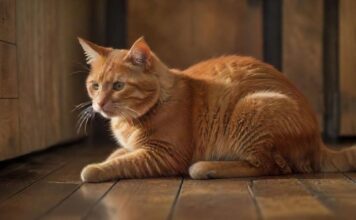 A ginger cat sitting on a wooden floor looking attentively at a clicker held by a person's outstretched hand. Soft, warm lighting highlights the cat's fur and creates a cozy atmosphere. Shallow depth of field, bokeh.
