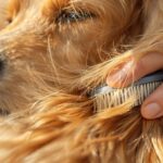 Golden Retriever Pflege Tipps: So bleibt Ihr Goldie gesund und schön! Hyperrealistic extreme close-up: Gentle human hands brush thick golden fur of a Golden Retriever with a slicker brush. Individual fur strands, soft daylight, shallow depth of field, bokeh background, photorealistic, absolutely no text.