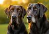 Größte Hunde der Welt in Bildern: Lassen Sie sich von diesen Giganten beeindrucken! Hyperrealistic photograph, eye-level view, majestic Great Dane and elegant Irish Wolfhound standing side-by-side in a lush green park during golden hour. Soft, warm light, shallow depth of field, bokeh background. Detailed fur texture, expressive eyes. Professional portrait, 85mm lens. No text.