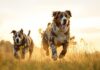 Größte Hunde der Welt Video: Erleben Sie die Giganten in Aktion! Hyperrealistic wide shot of three giant dog breeds (Irish Wolfhound, Great Dane, Saint Bernard) running together through a grassy field, golden hour lighting, cinematic, shallow depth of field. No text.