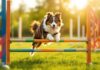 Hyperrealistic photograph of a Border Collie dog mid-jump over a brightly colored agility hurdle. Dynamic action shot, dog in sharp focus, intense concentration. Lush green grass field, sunny day, agility course equipment slightly blurred in the background for depth of field. Golden hour lighting, casting long shadows and a rim light on the dog's fur. No text or lettering in the image. Artefact-free, professional quality.