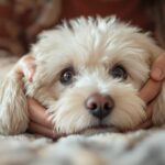 Hyperrealistic close-up: Person gently pets white Bichon Frise. Detailed fur, skin texture. Subtle red eyes, nose, loving gaze. Soft, warm light, shallow depth of field, cozy home. Photorealistic, artifact-free, no text.