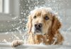 Hyperrealistic photograph of a golden retriever dog mid-shake in a bathtub, water droplets suspended in air, reflecting light, soapy fur, wet glistening coat. Bright steamy bathroom, white tiles, natural light streaming through a window. Shallow depth of field, focus on dog's face, motion blur on shake. Absolutely no text, letters, or words in the image. Artefact-free.