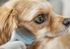 Hunde Fellpflege: So glänzt das Fell Ihres Lieblings! Hyperrealistic close-up of a golden retriever being gently brushed. Focus on the detailed texture and healthy shine of its fur. Soft, natural lighting, shallow depth of field. Photorealistic, no text in image.