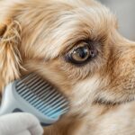 Hyperrealistic close-up of a golden retriever being gently brushed. Focus on the detailed texture and healthy shine of its fur. Soft, natural lighting, shallow depth of field. Photorealistic, no text in image.