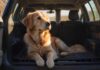 Hyperrealistic photograph capturing a relaxed golden retriever sitting attentively inside a secure, high-quality transport crate positioned in the back of a modern SUV. Warm sunlight illuminates the scene, emphasizing the dog's soft fur, the crate's sturdy texture, and creating a shallow depth of field. Utterly artifact-free, anatomically perfect. Explicitly no text or letters.