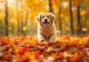 Hyperrealistic photo of a golden retriever dog joyfully leaping into a large pile of vibrant red and yellow autumn leaves in a forest. Dappled sunlight filters through the trees. Focus on detailed fur and leaf textures. Shallow depth of field. Golden hour lighting. No text. Artifact-free.