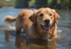Hyperrealistic photograph: A happy Golden Retriever swims directly towards the viewer in a pristine, shallow lake under bright sunlight. Water splashes dynamically around its paddling front paws. Focus highlights the incredibly detailed wet fur texture and sparkling clear water. Background shows a soft-focus natural shoreline. Cinematic lighting, perfect anatomy. Absolutely NO TEXT or letters.