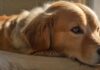 A hyperrealistic close-up of an elderly Golden Retriever, soft grey muzzle, gentle eyes showing age-related cloudiness, resting on a plush, sunlit dog bed. Warm natural lighting, shallow depth of field, emphasizing textures of fur and fabric.