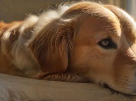 A hyperrealistic close-up of an elderly Golden Retriever, soft grey muzzle, gentle eyes showing age-related cloudiness, resting on a plush, sunlit dog bed. Warm natural lighting, shallow depth of field, emphasizing textures of fur and fabric.