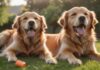 A golden retriever enthusiastically performs a 'play dead' trick on a lush, green lawn, eyes closed, tongue lolling out, A clicker and treats are in focus in the foreground, bokeh background, golden hour lighting, hyperrealistic, no text