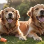 A golden retriever enthusiastically performs a 'play dead' trick on a lush, green lawn, eyes closed, tongue lolling out, A clicker and treats are in focus in the foreground, bokeh background, golden hour lighting, hyperrealistic, no text