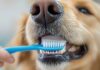 Hunde Zahnpflege: Für ein gesundes Hundegebiss! Hyperrealistic close-up of a golden retriever's mouth during teeth brushing. A hand gently guides a blue toothbrush with white toothpaste across its teeth. Focus on wet fur texture, detailed tooth enamel, soft brush bristles, and natural daylight. Shallow depth of field. No text.