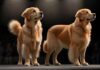 Hundeausstellungen: So präsentieren Sie Ihren Liebling erfolgreich! A photorealistic image of a well-groomed Golden Retriever standing proudly in a dog show ring, spotlight illuminating its perfect fur, focused and composed, showcasing ideal breed standards, no text.