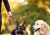 Hyperrealistic photograph, tense German Shepherd on leash encounters calm Golden Retriever on a park path. Soft daylight, shallow depth of field, focus on dogs' faces. Photorealistic, no text, artifact-free, perfect anatomy, natural textures, professional quality.