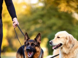 Hyperrealistic photograph, tense German Shepherd on leash encounters calm Golden Retriever on a park path. Soft daylight, shallow depth of field, focus on dogs' faces. Photorealistic, no text, artifact-free, perfect anatomy, natural textures, professional quality.