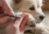 Hundekrallen schneiden: So geht’s einfach und sicher! Close-up hyperrealistic photo of a person carefully trimming a dog's nails with a stainless steel clipper, soft natural lighting, dog is calm, focus on the paw and clipper, bokeh background, no text.