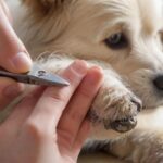 Hundekrallen schneiden: So geht’s einfach und sicher! Close-up hyperrealistic photo of a person carefully trimming a dog's nails with a stainless steel clipper, soft natural lighting, dog is calm, focus on the paw and clipper, bokeh background, no text.