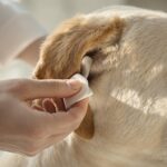 Hyperrealistic cinematic close-up of human hands gently cleaning a beige Labrador Retriever's ear with a cotton pad. A drop of ear cleaning solution is poised to enter the ear canal. Soft, indirect daylight from a window, creating cinematic lighting. Bright, blurred background to emphasize the subject. Shallow depth of field. Focus on detailed textures of skin, dog fur, cotton pad, and slightly transparent ear cleaning solution. Absolutely no text in the image.